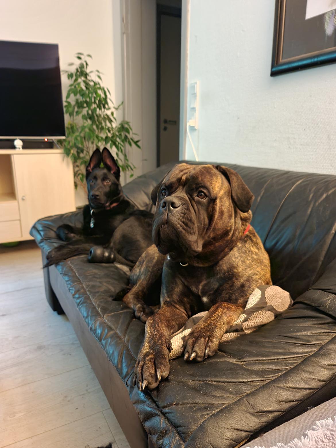 Bullmastiff RAPSODY IN BLACK lll Nestor Notabilis (Candy) billede 13