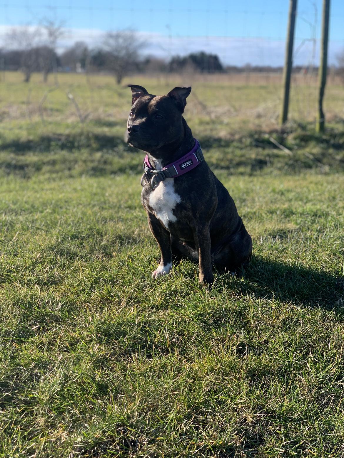 Staffordshire bull terrier Alba billede 17