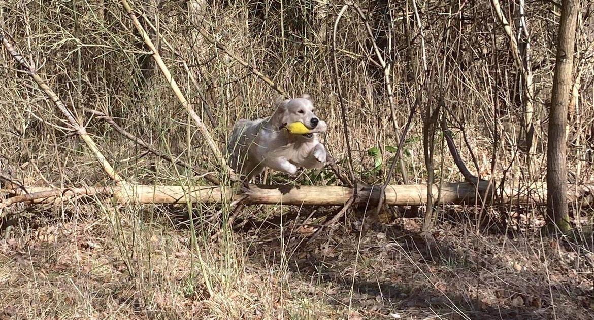 Golden retriever DKCH(U) DKJUCH Manhattan V.D. Corner Brook - Cava d. 05.03.2023 billede 22