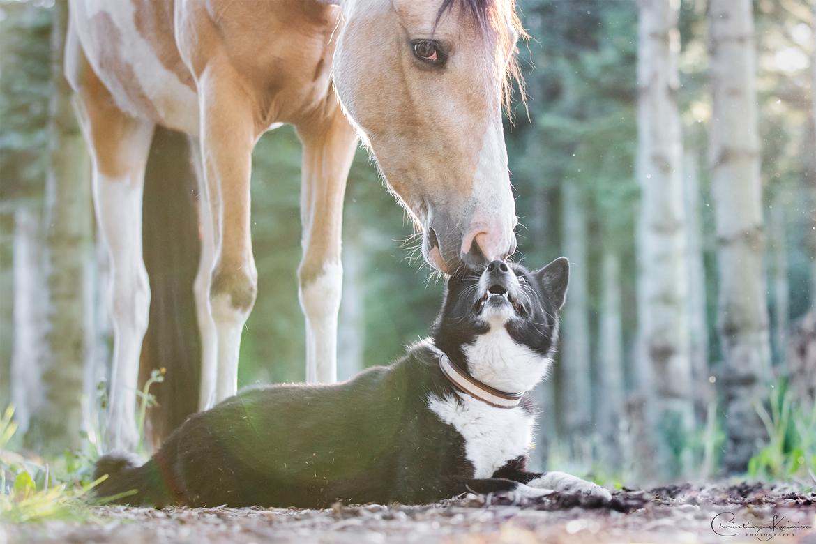 Karelsk bjørnehund Bjørnehusets Maika - Foto: Dyrefotograf Christina Kazimierz billede 5