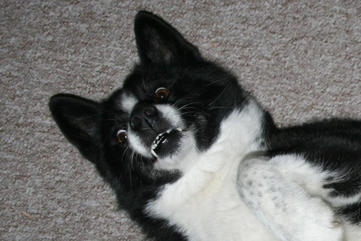 Karelsk bjørnehund Bjørnehusets Maika - Say cheeeeese billede 49