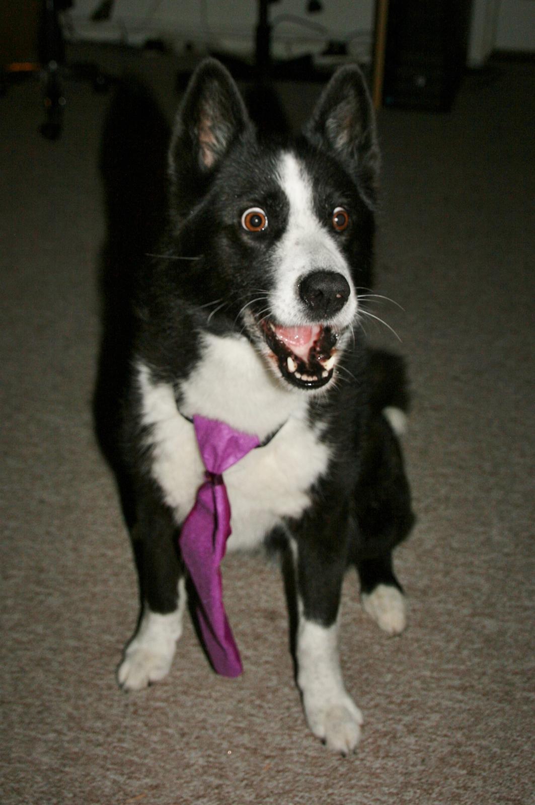 Karelsk bjørnehund Bjørnehusets Maika - Nytårs aften 2020/2021 billede 50