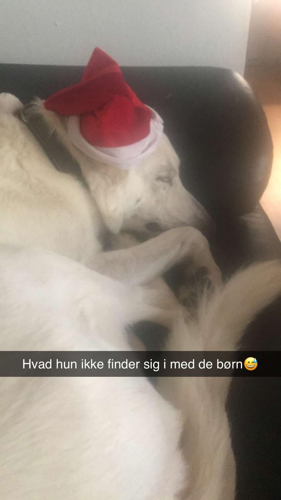 Hvid schæfer Kjaersgaards Emmit billede 14