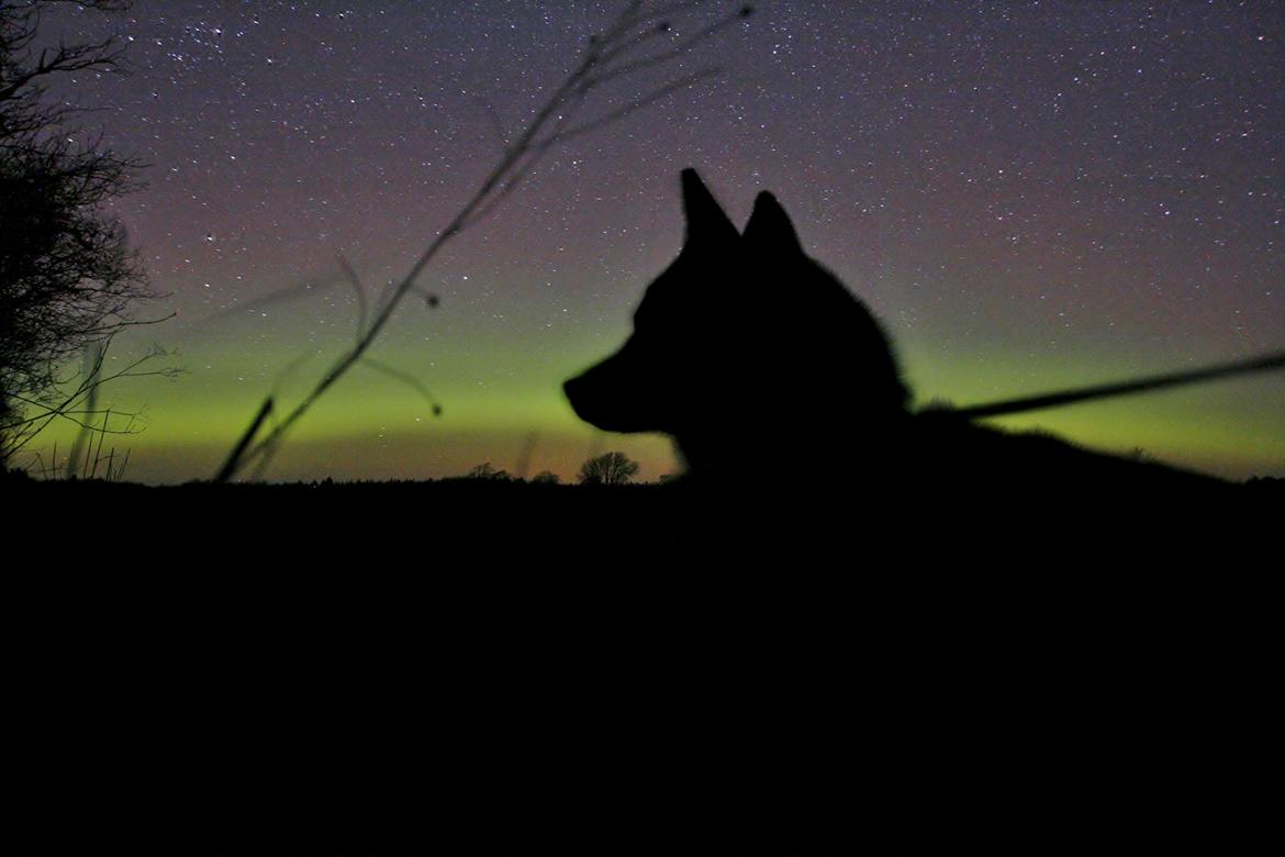 Karelsk bjørnehund Bjørnehusets Maika - Nordlys over marken billede 4