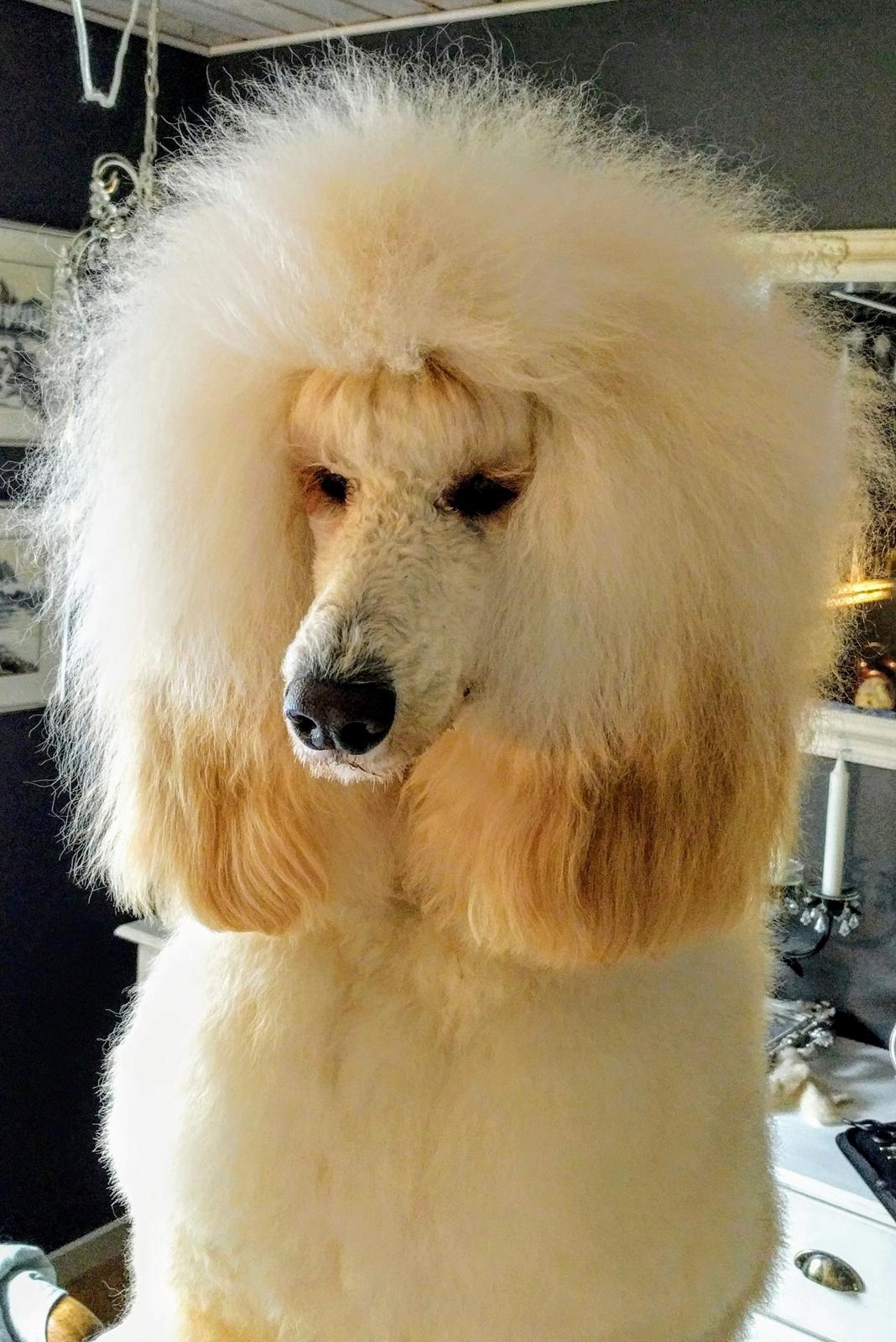 Storpuddel Max billede 8