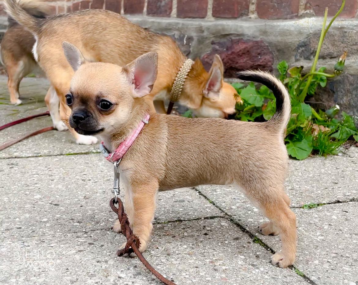 Chihuahua Hello World Ouch Ouch Not My Leg "Envy" billede 1