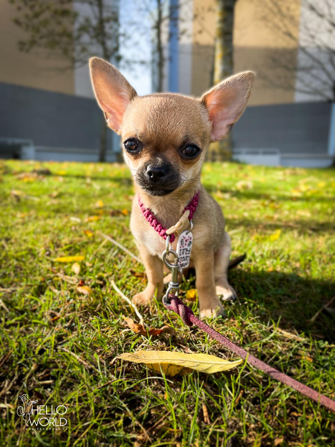 Chihuahua Hello World Ouch Ouch Not My Leg "Envy" billede 7