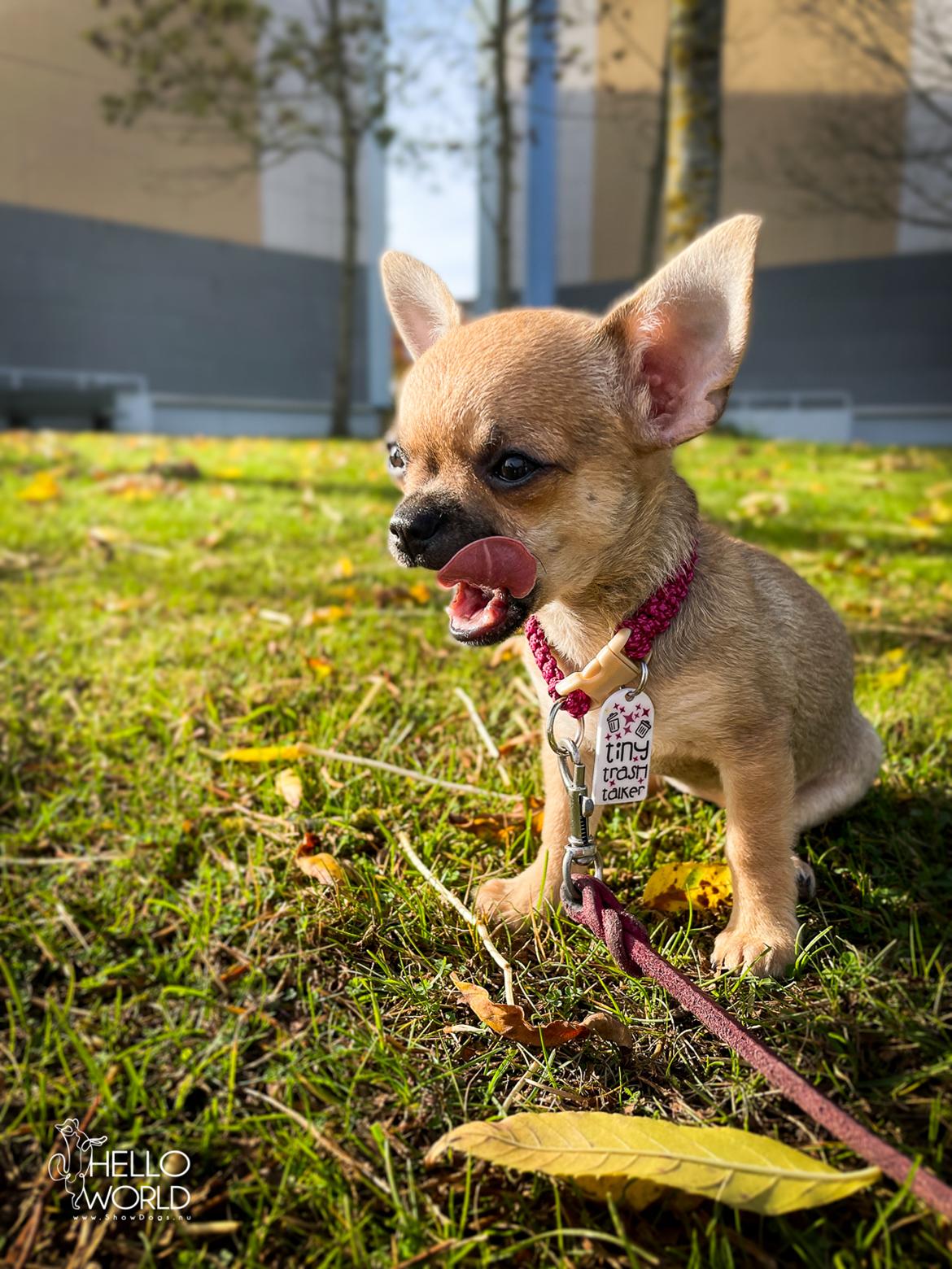 Chihuahua Hello World Ouch Ouch Not My Leg "Envy" billede 6