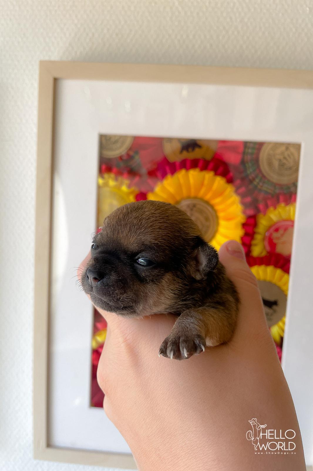 Chihuahua Hello World Ouch Ouch Not My Leg "Envy" billede 8
