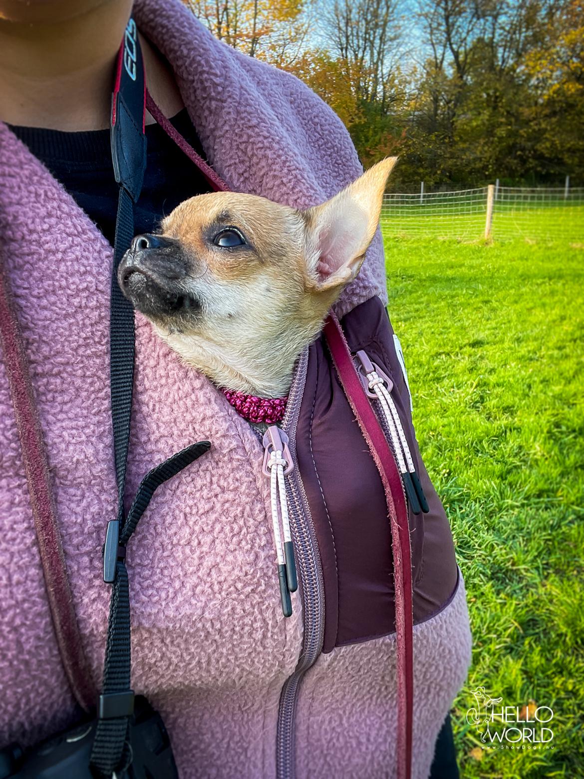 Chihuahua Hello World Ouch Ouch Not My Leg "Envy" billede 9