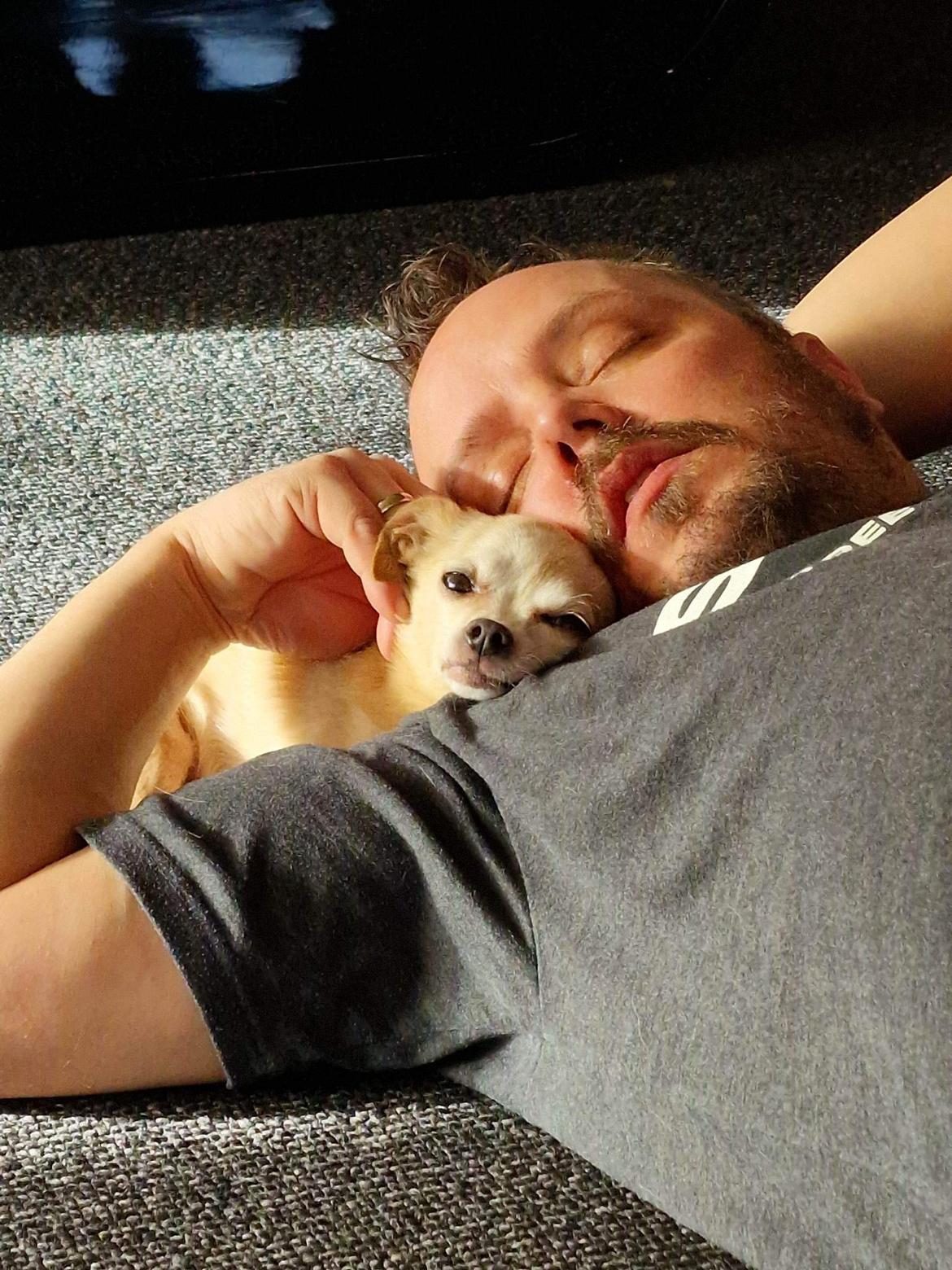 Chihuahua Ticco Martini (Englehund)  billede 1