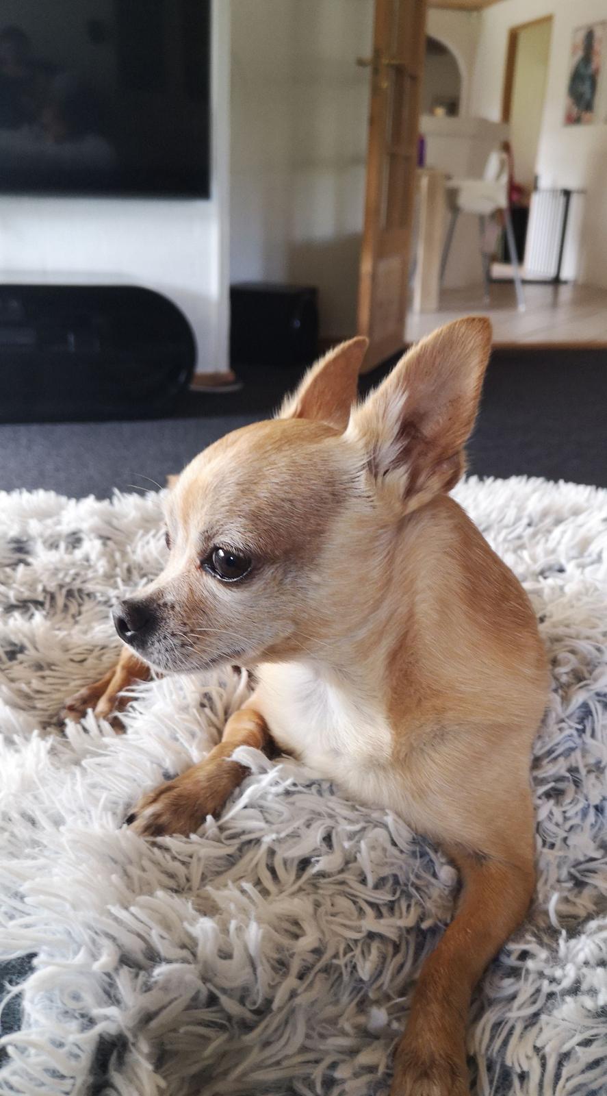 Chihuahua Ticco Martini (Englehund)  billede 4