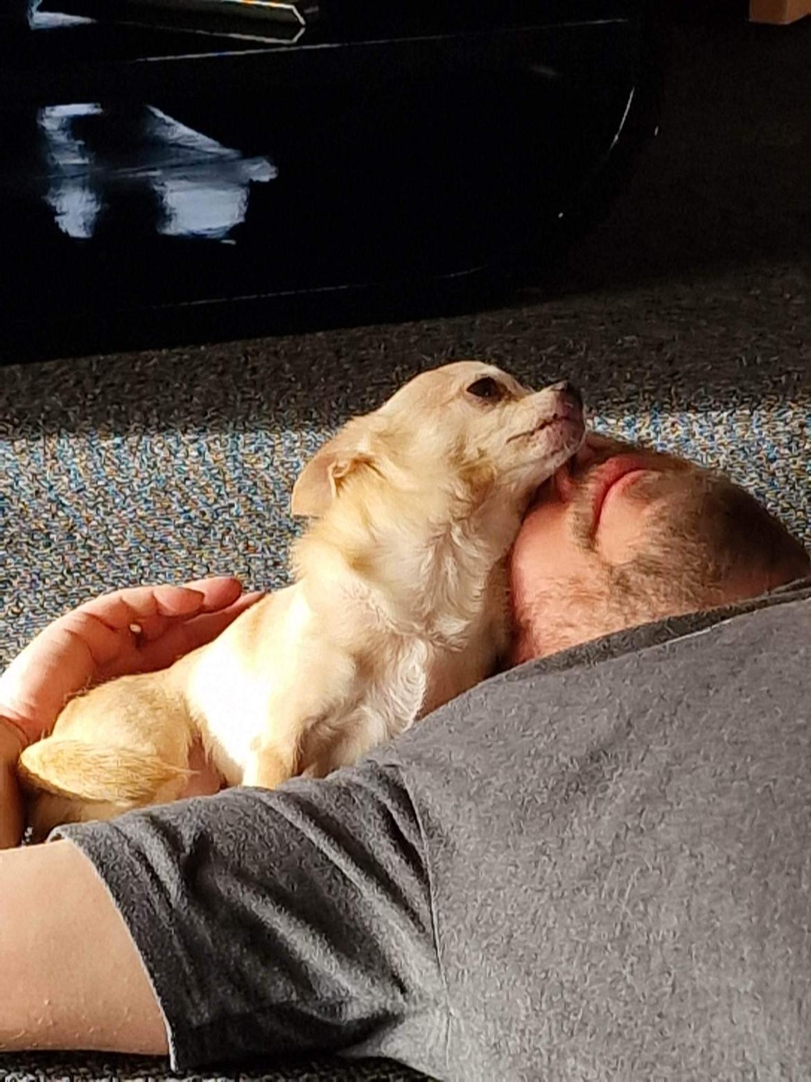 Chihuahua Ticco Martini (Englehund)  billede 5