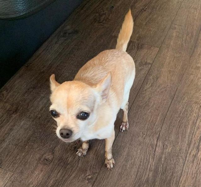 Chihuahua Ticco Martini (Englehund)  billede 7