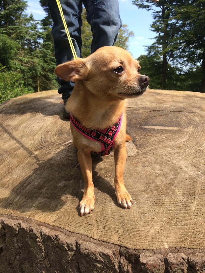 Chihuahua Ticco Martini (Englehund)  billede 8