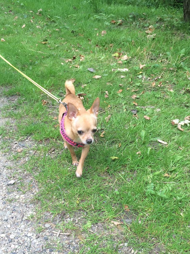 Chihuahua Ticco Martini (Englehund)  billede 9