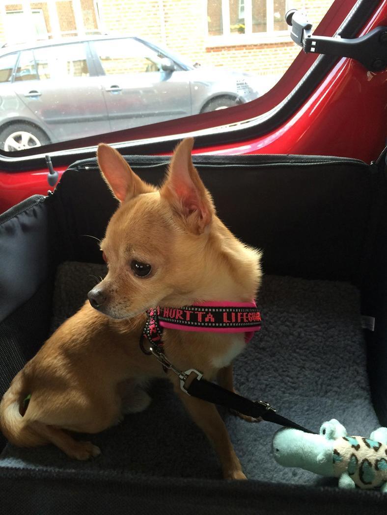 Chihuahua Ticco Martini (Englehund)  billede 11