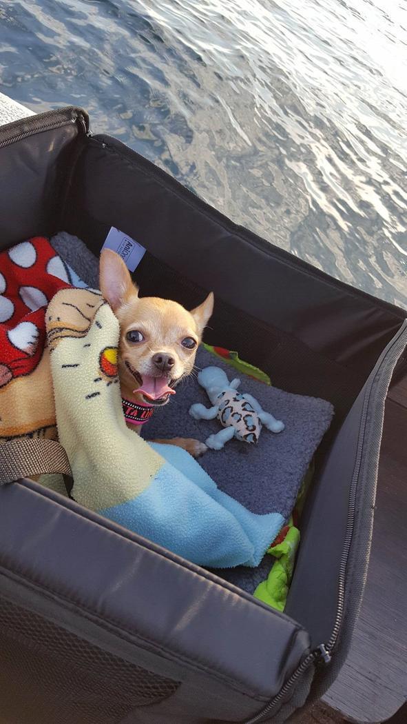 Chihuahua Ticco Martini (Englehund)  billede 12