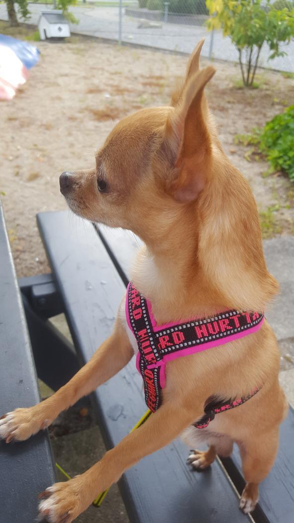 Chihuahua Ticco Martini (Englehund)  billede 15