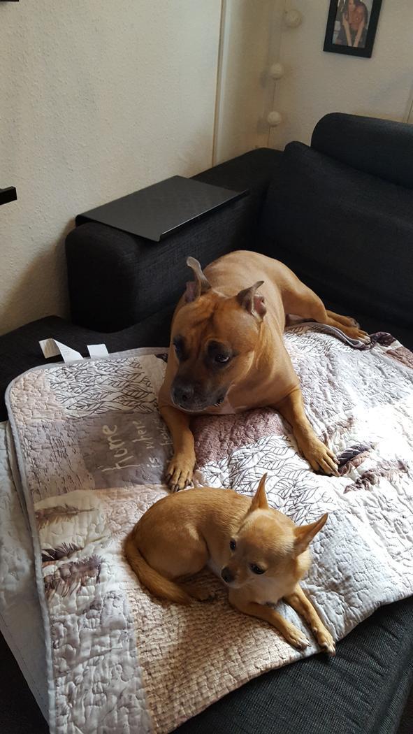 Chihuahua Ticco Martini (Englehund)  billede 17