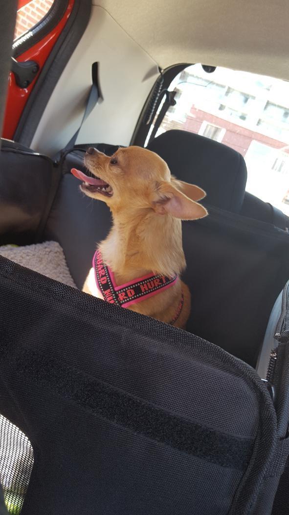 Chihuahua Ticco Martini (Englehund)  billede 18