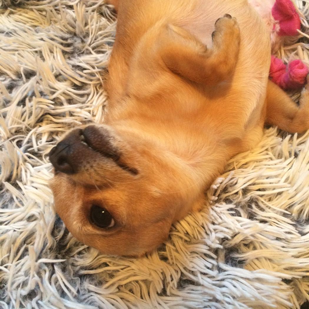 Chihuahua Ticco Martini (Englehund)  billede 21