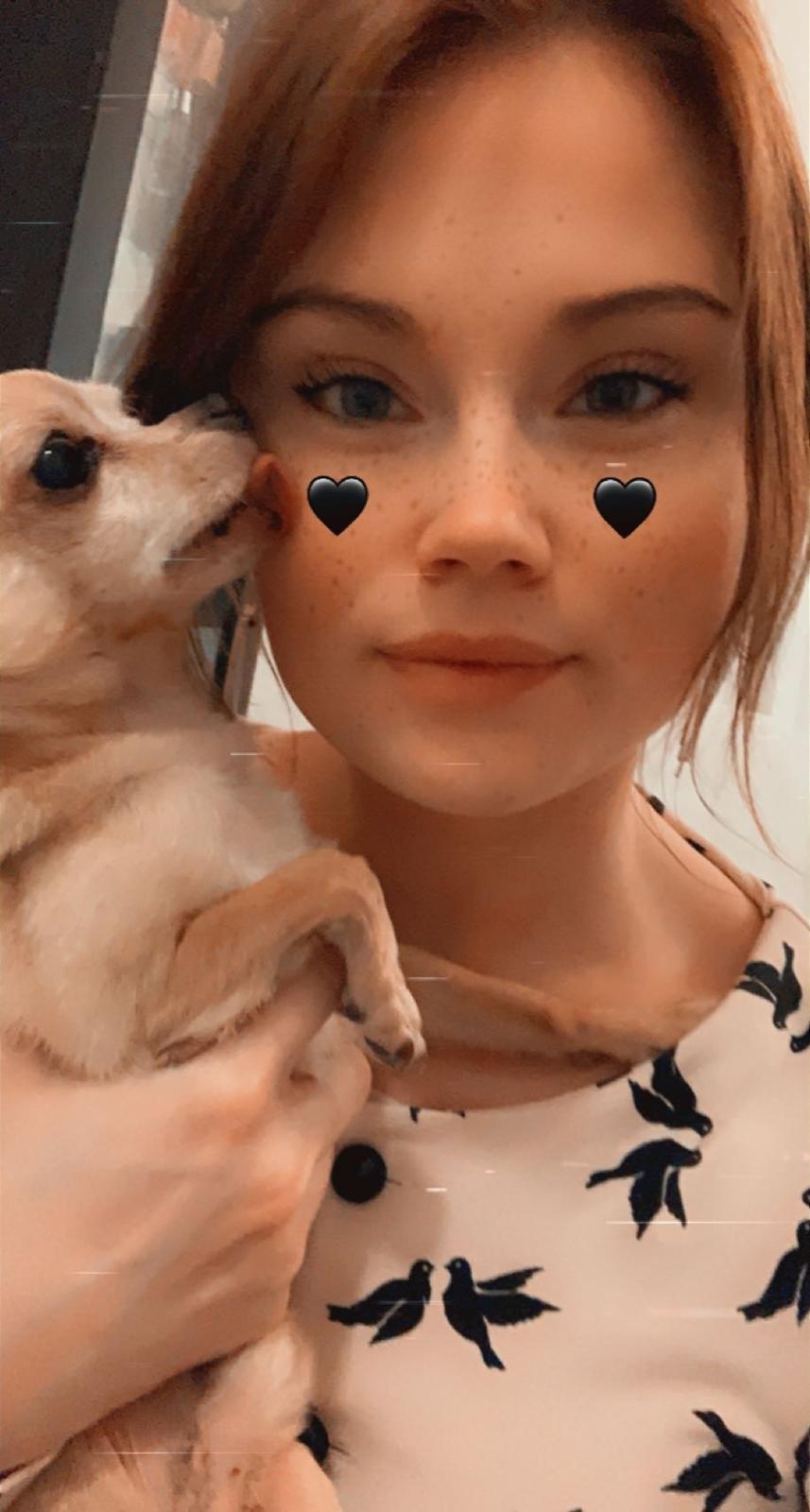 Chihuahua Ticco Martini (Englehund)  billede 2