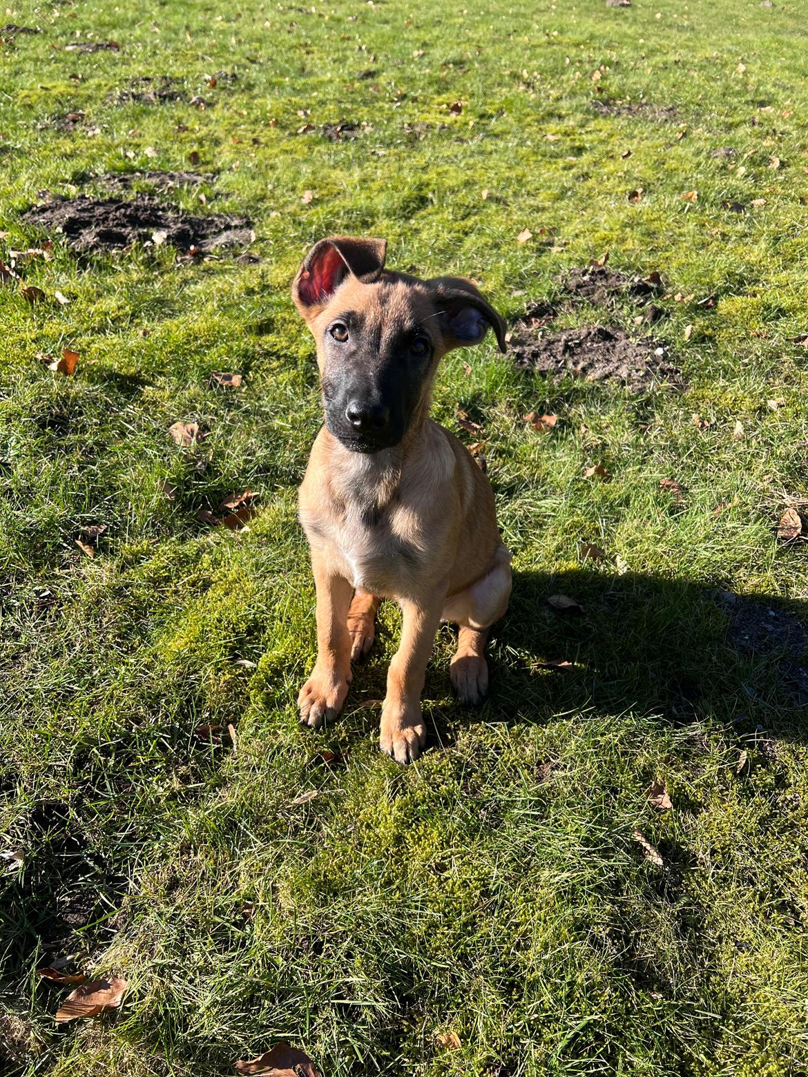 Blanding af racer Jackson billede 1