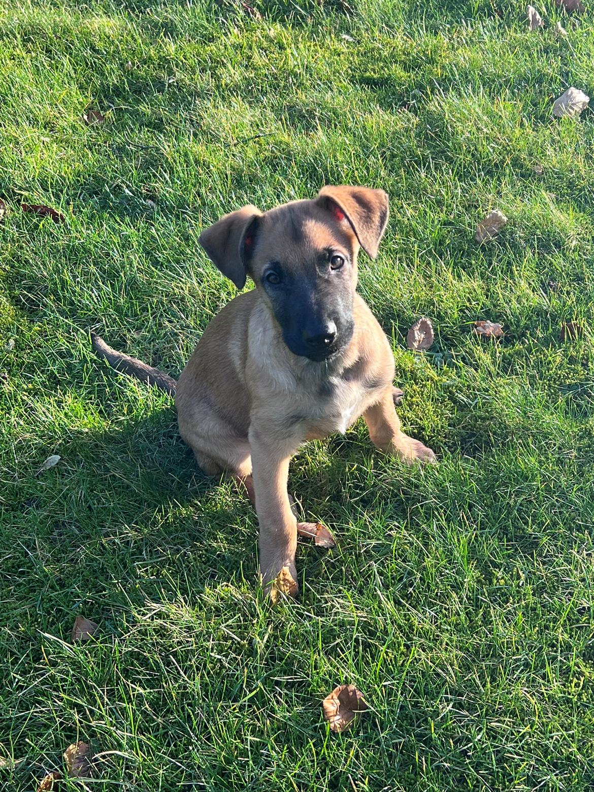 Blanding af racer Jackson billede 3