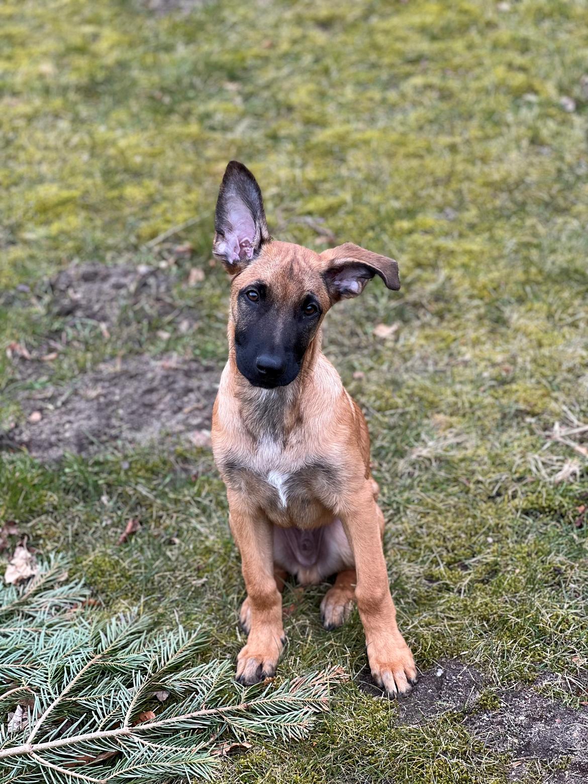 Blanding af racer Jackson billede 5