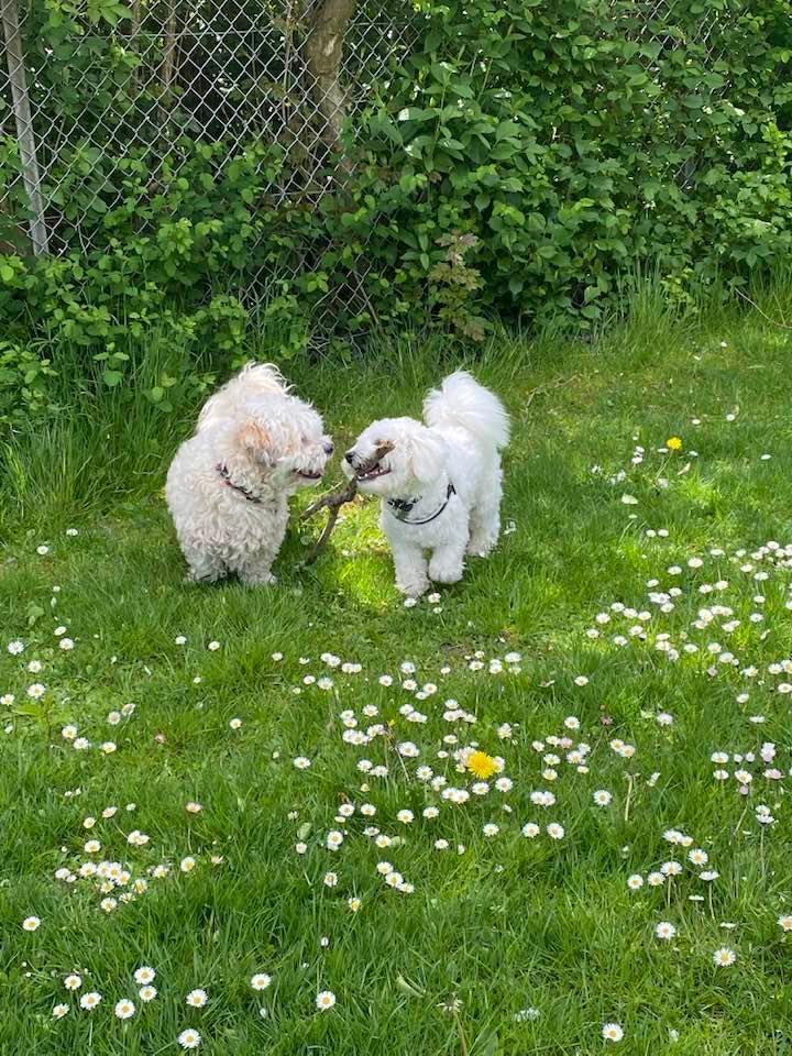 Blanding af racer Topper billede 2