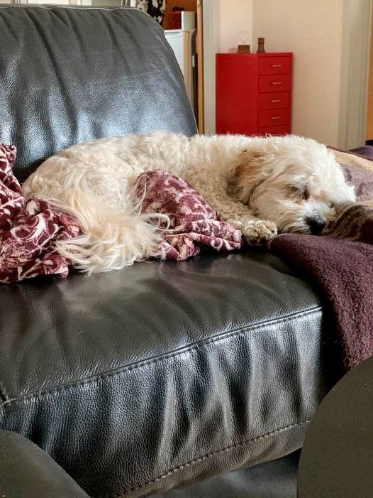 Blanding af racer Topper billede 6