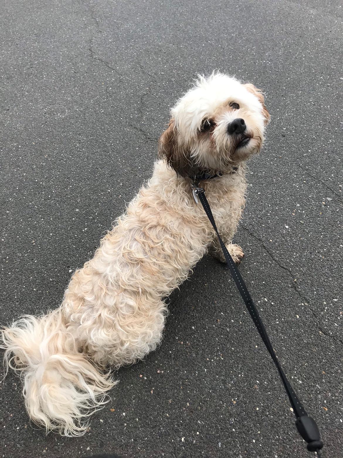 Blanding af racer Topper billede 7