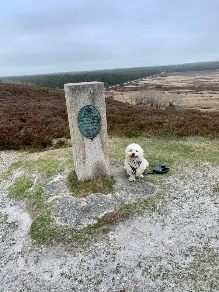 Blanding af racer Topper billede 1