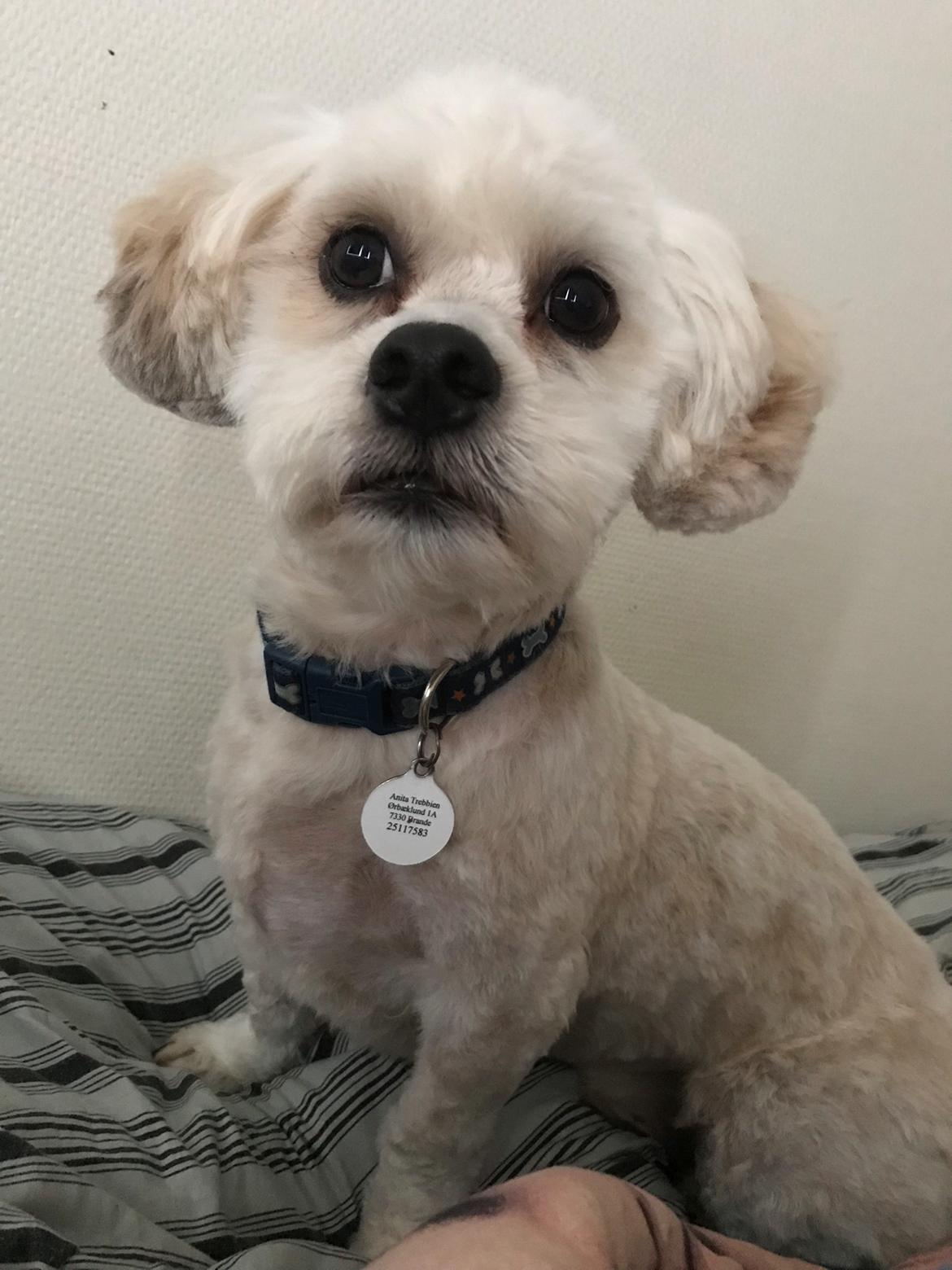 Blanding af racer Topper billede 8