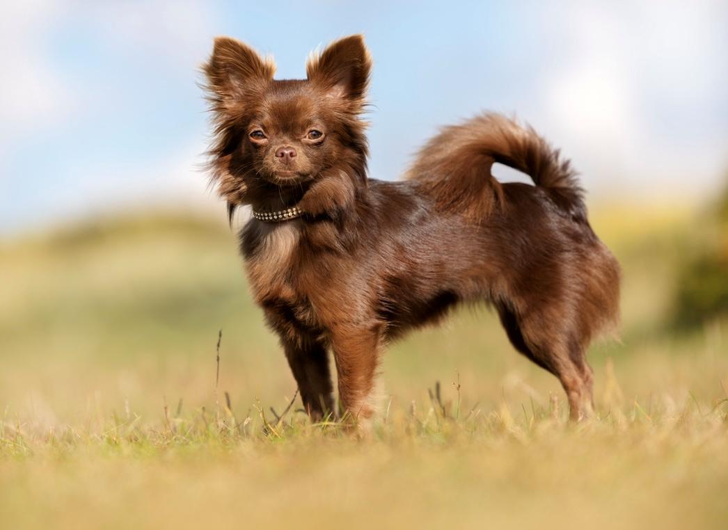 Chihuahua Nellie billede 24