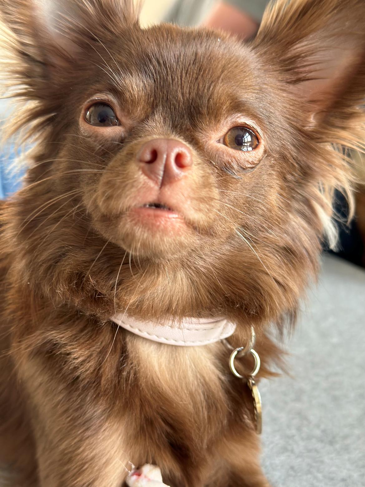 Chihuahua Nellie billede 3