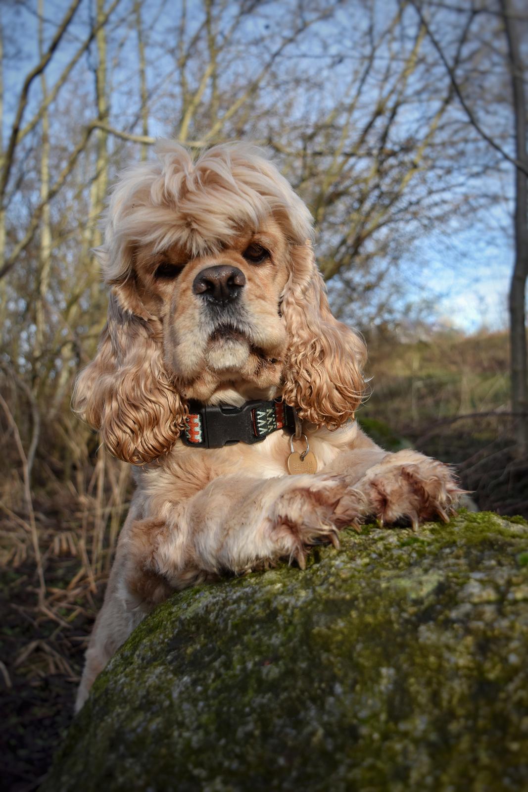 Amerikansk cocker spaniel Viggo Pedersen  billede 44