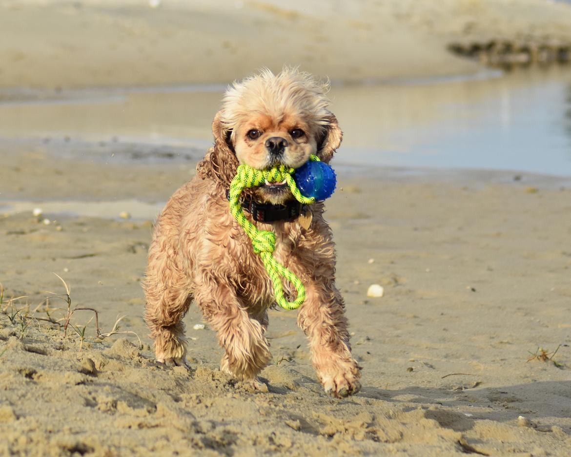 Amerikansk cocker spaniel Viggo Pedersen  billede 45