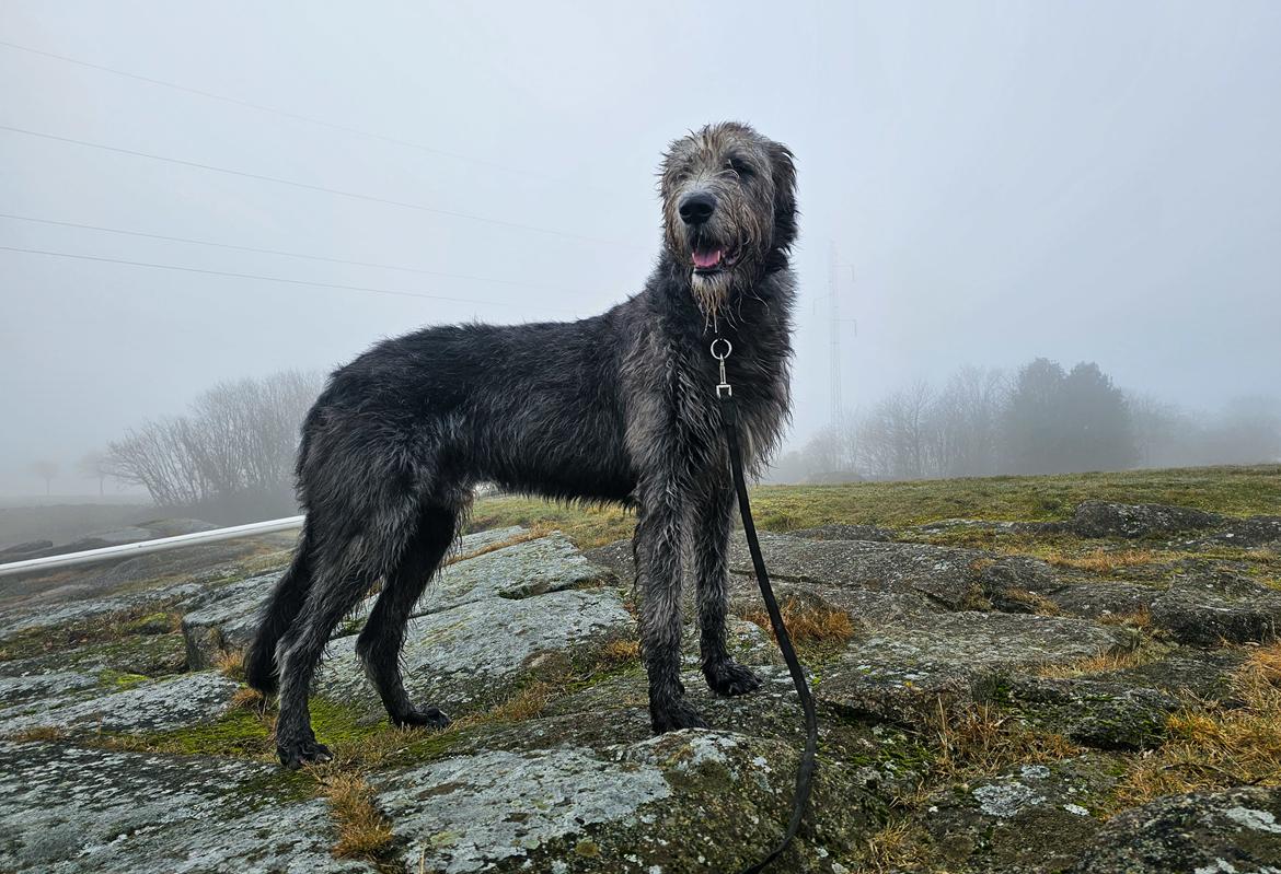 Irsk ulvehund Uffe billede 39