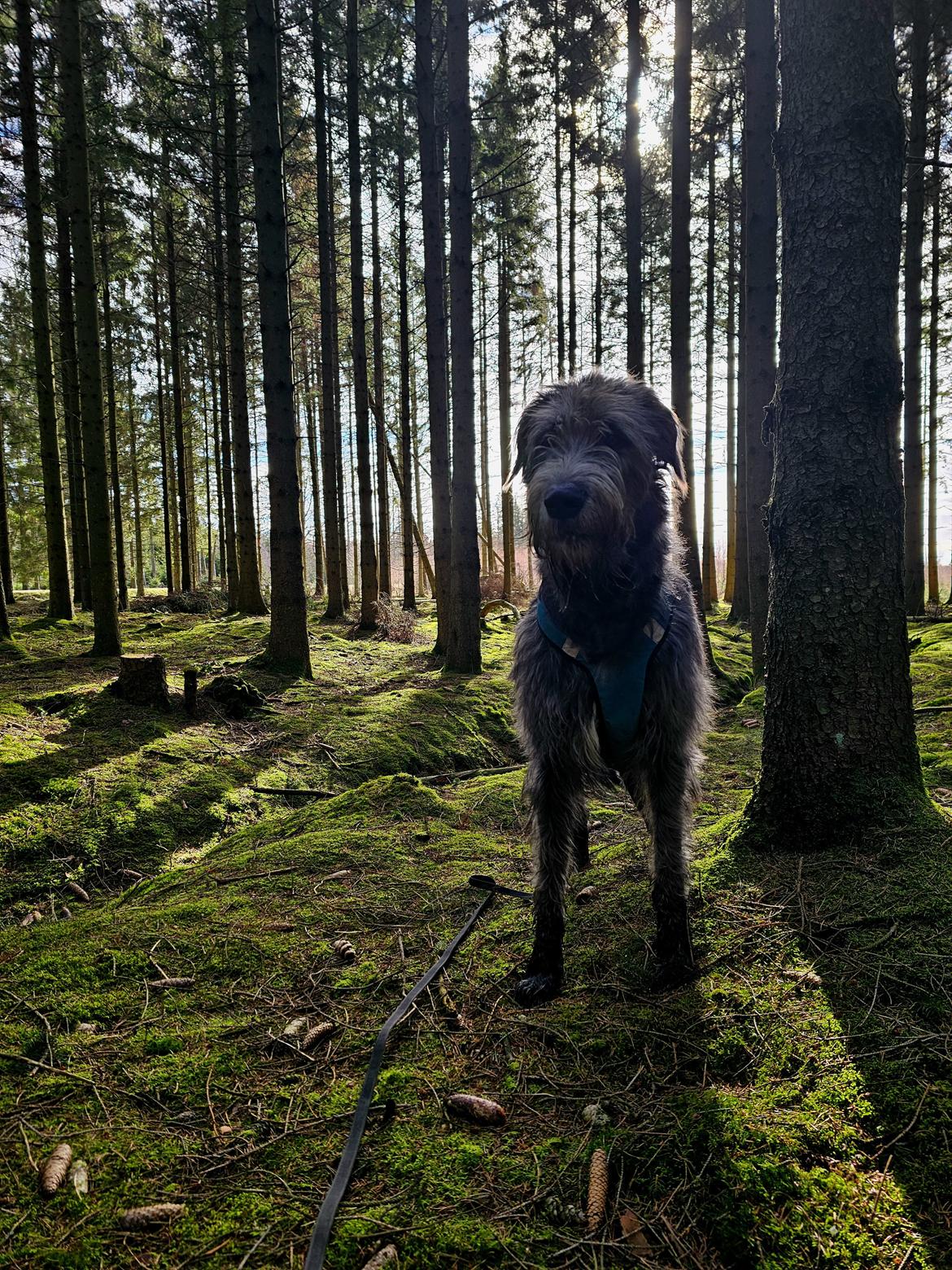 Irsk ulvehund Uffe billede 40