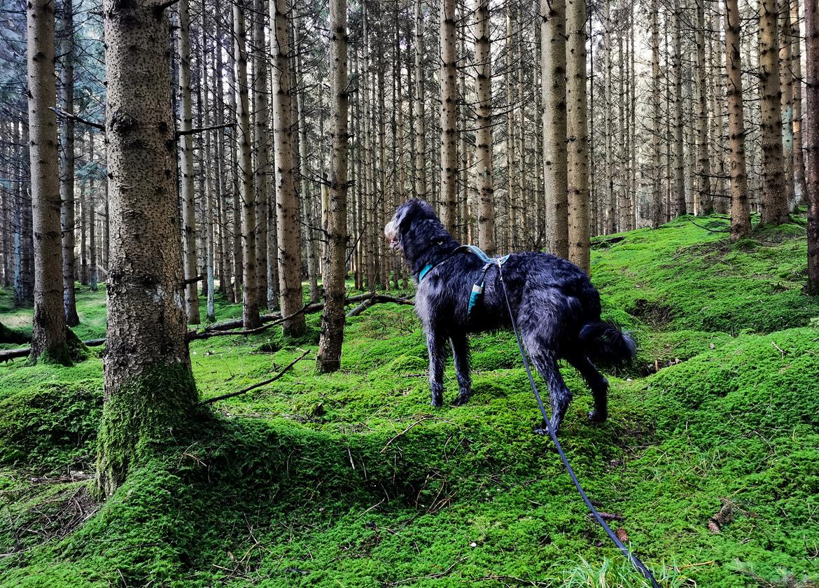 Irsk ulvehund Uffe billede 46