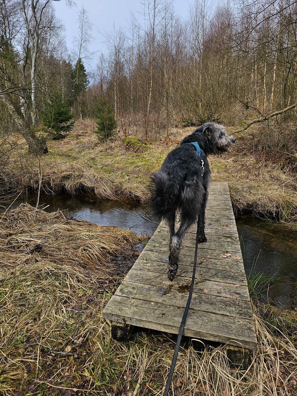 Irsk ulvehund Uffe billede 42