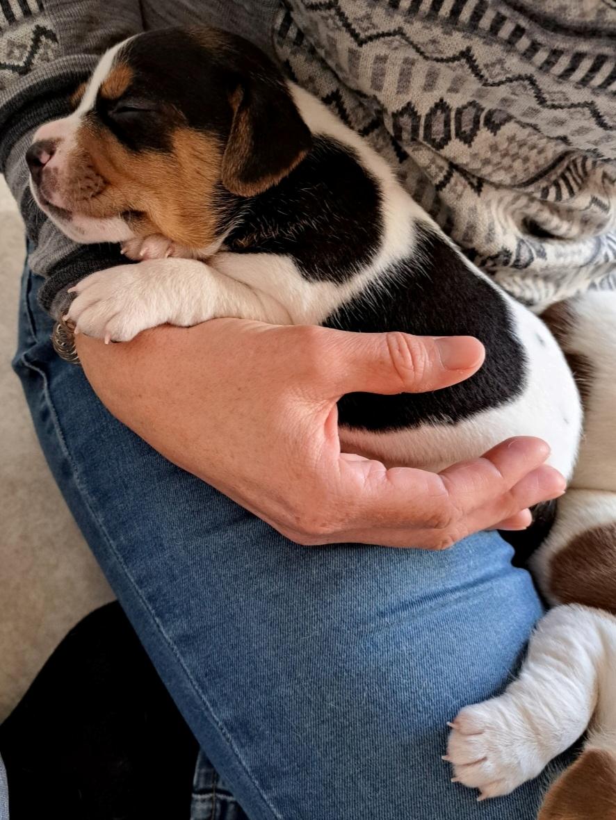 Dansk svensk gaardhund Eddie R.I.P. billede 1