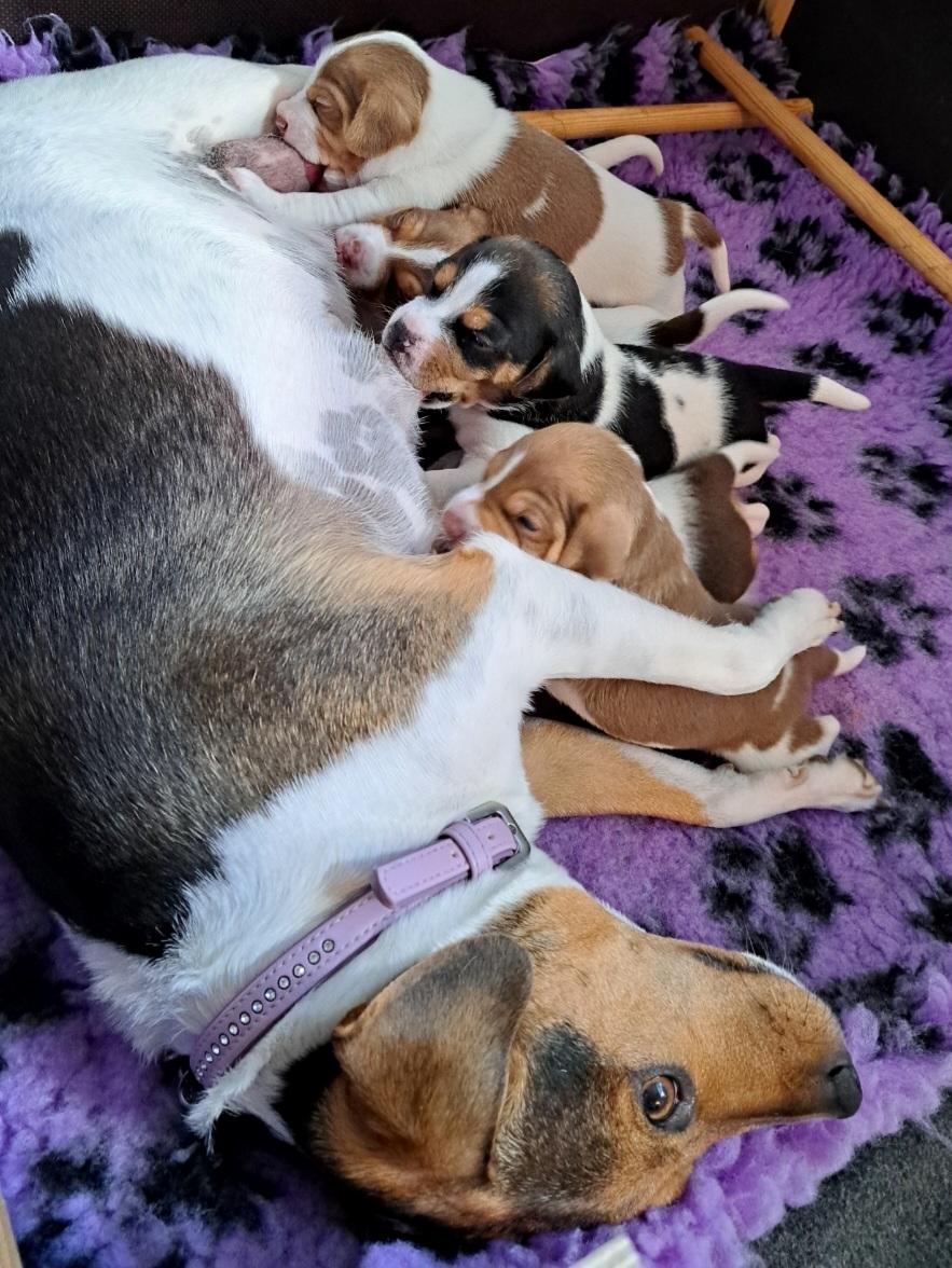 Dansk svensk gaardhund Eddie R.I.P. billede 2