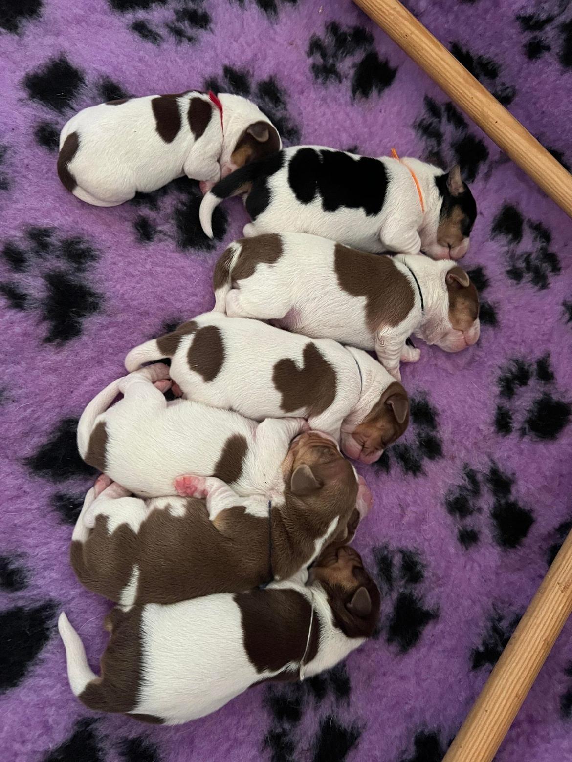 Dansk svensk gaardhund Eddie R.I.P. billede 3