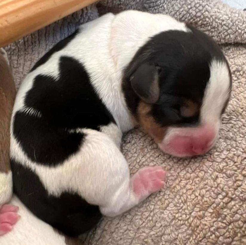 Dansk svensk gaardhund Eddie billede 5