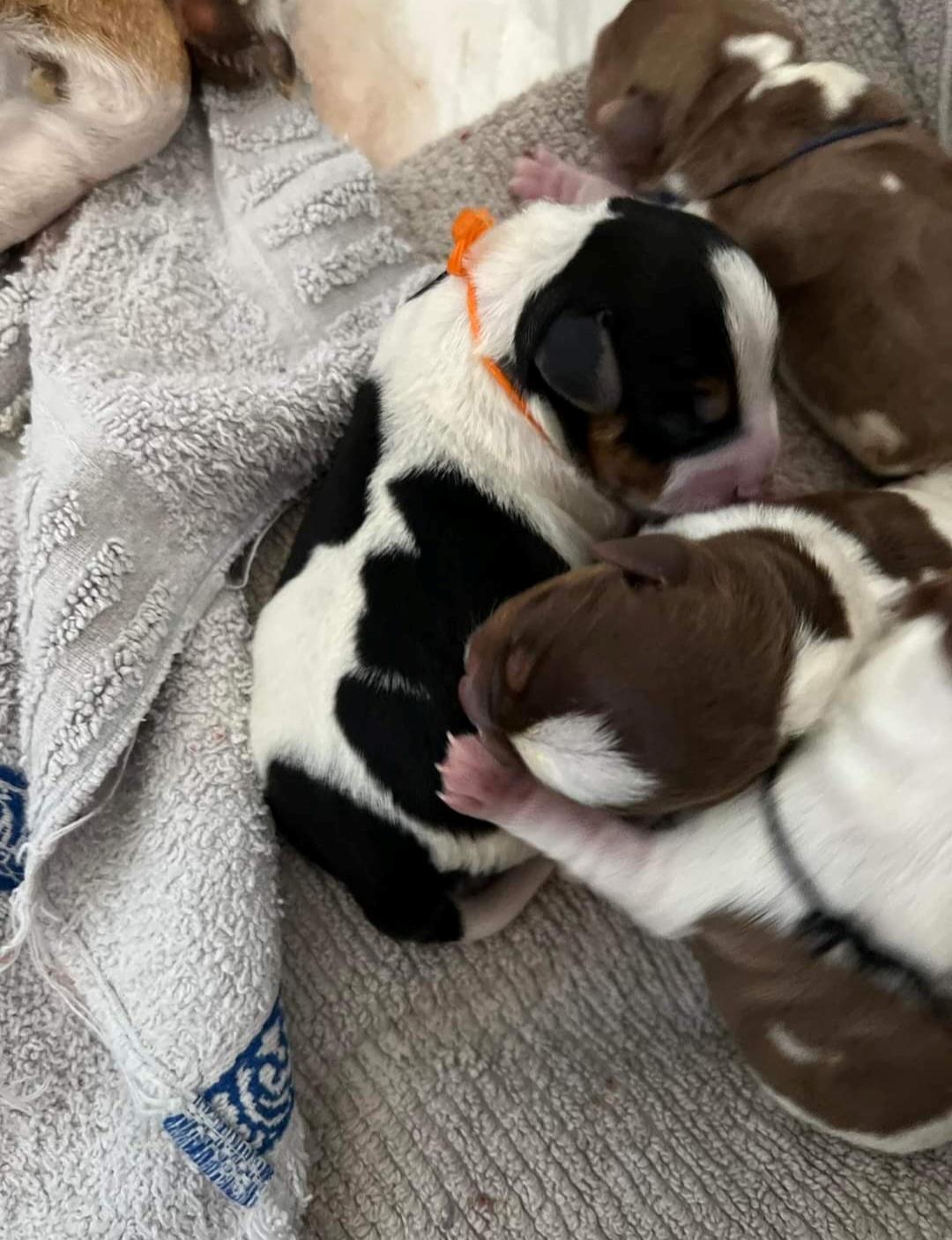 Dansk svensk gaardhund Eddie R.I.P. billede 5