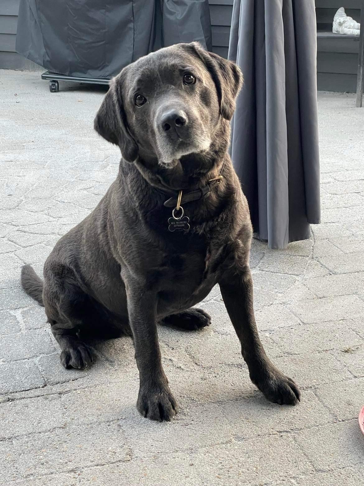 Labrador retriever Ivar von haulundgaard (otto) billede 17