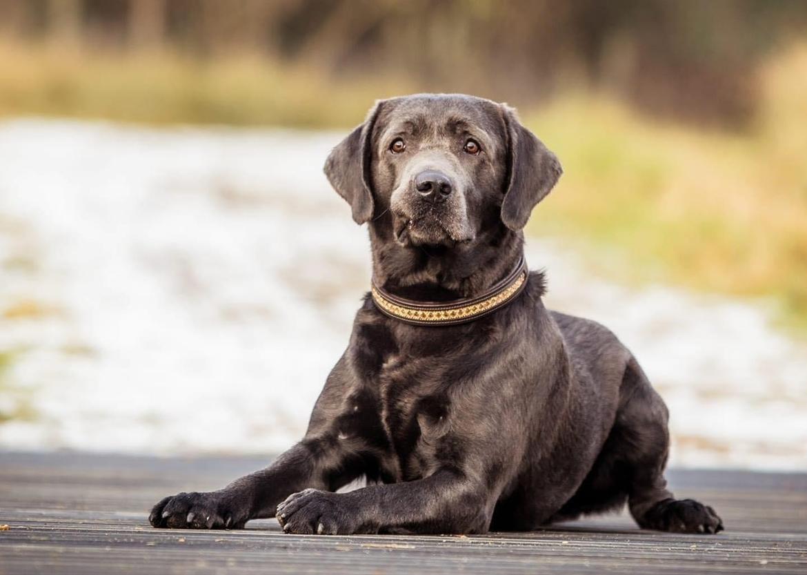 Labrador retriever Ivar von haulundgaard (otto) billede 16